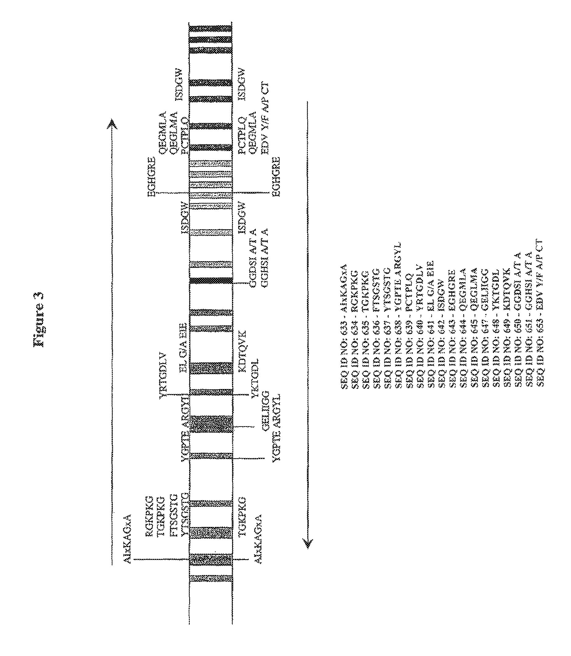 Identification and use of genes encoding amatoxin and phallotoxin