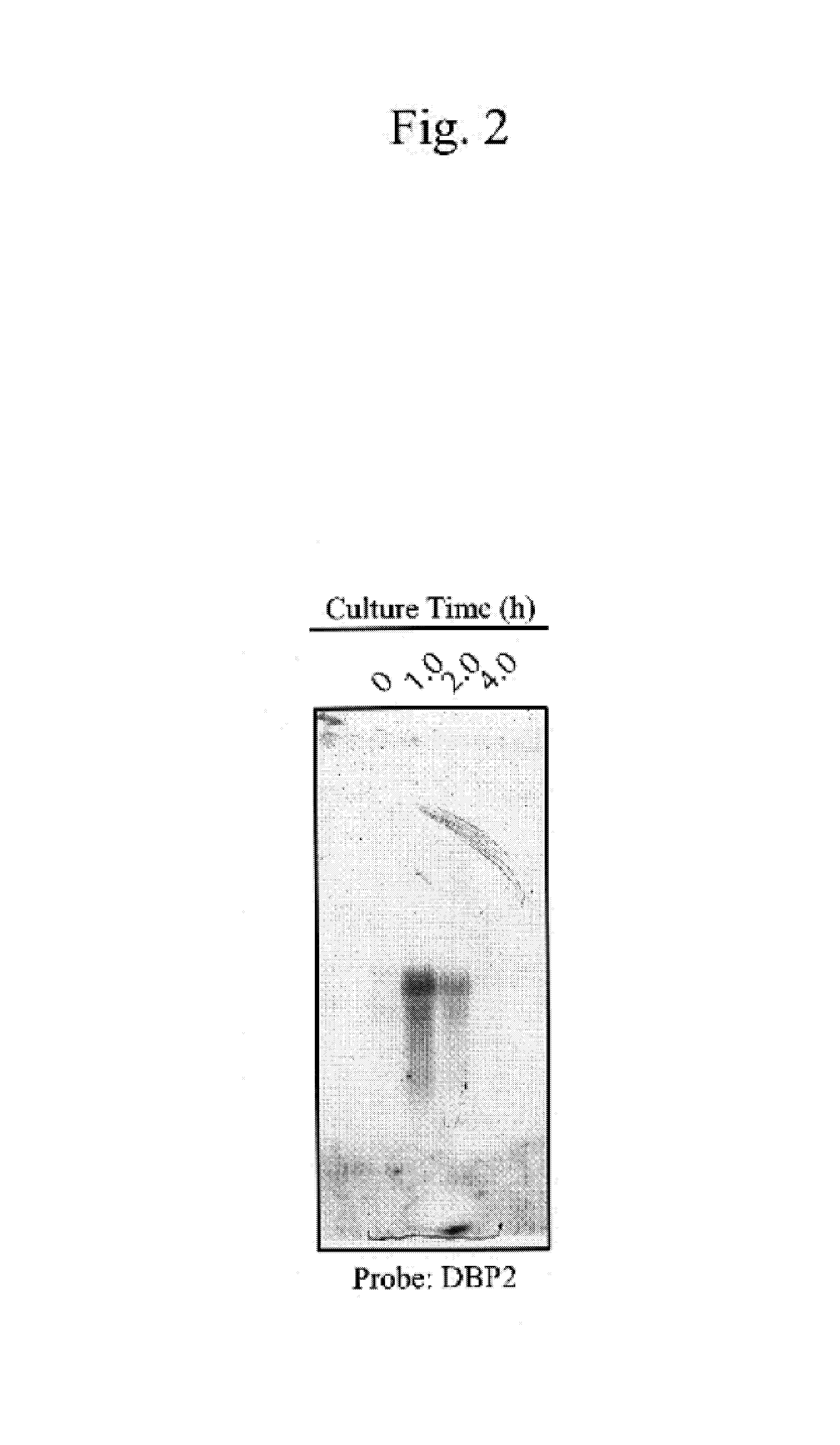 Yeast-origin promoter and vector and expression system using the same