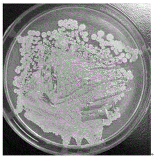 Bacillus amyloliquefaciens separated from fermented soya beans and used for producing protease