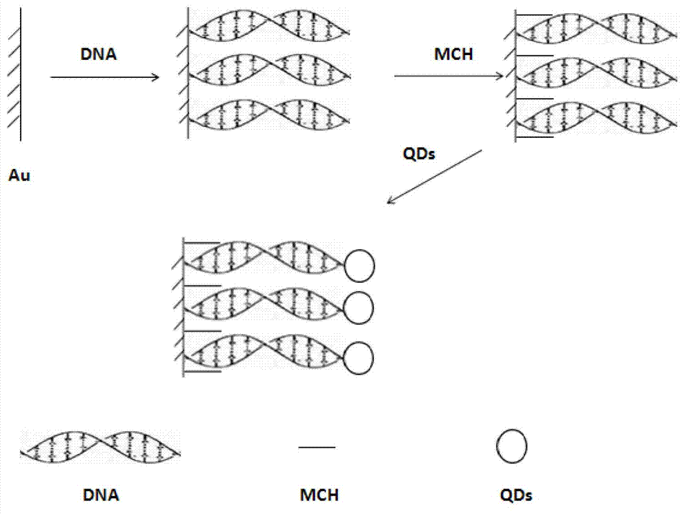 Preparation method of quantum dot electrochemical luminescence electrode based on deoxyribonucleic acid (DNA) charge transfer