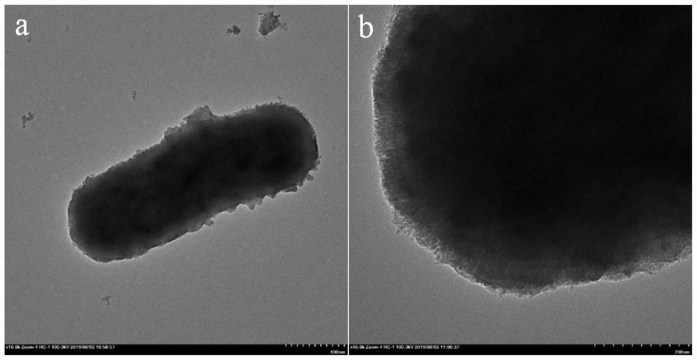 A double-template multi-level porous carbon-based material and its preparation method and application