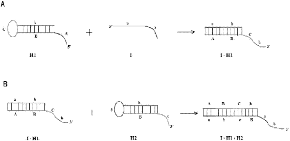 Kit and method for detecting microRNA (ribonucleic acid)-155
