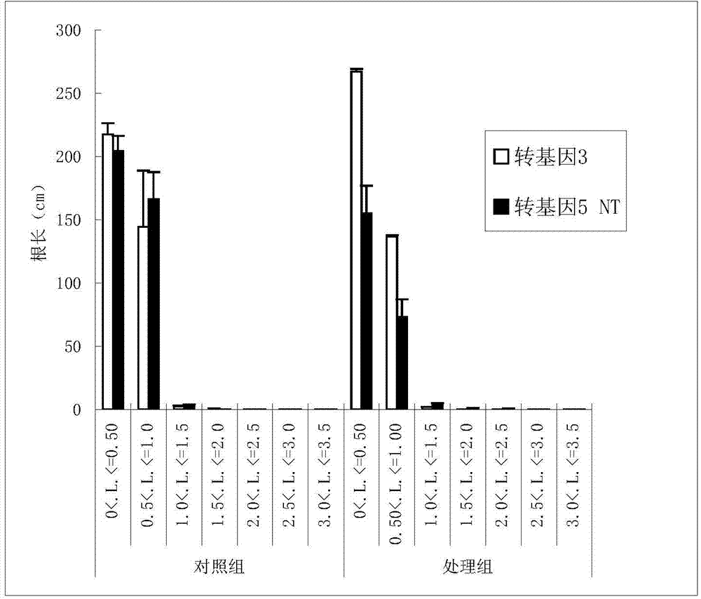 Method for screening drought tolerant variety by using rice secondary root difference