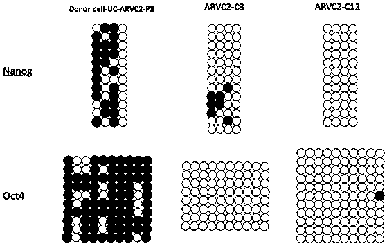 Arvc disease-specific human induced pluripotent stem cell strain and use thereof