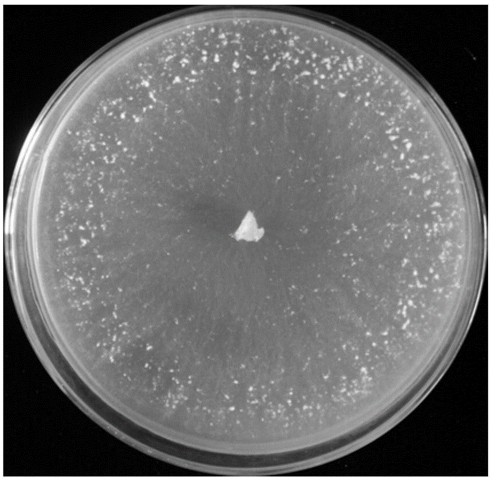 Intestinal cellulose-degrading fungi of dragonfly larvae and their applications