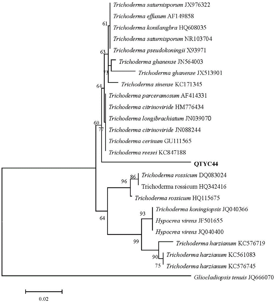 Intestinal cellulose-degrading fungi of dragonfly larvae and their applications