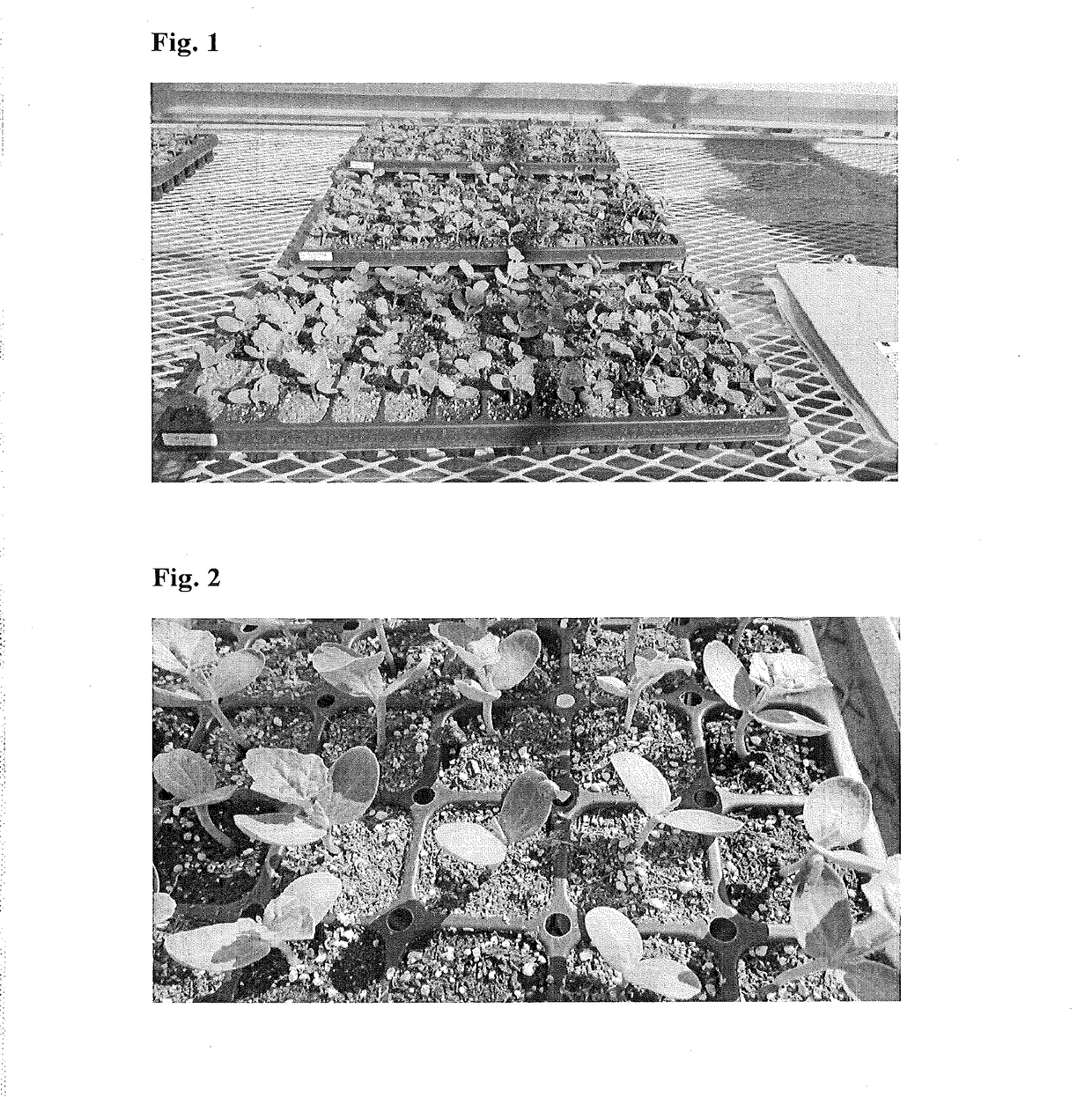 Methods and compositions for production of watermelon fruit