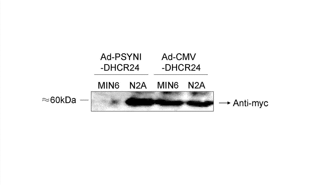 24-dehydrocholesterol reductase coded recombinant adenoviruses specifically expressed in tissue