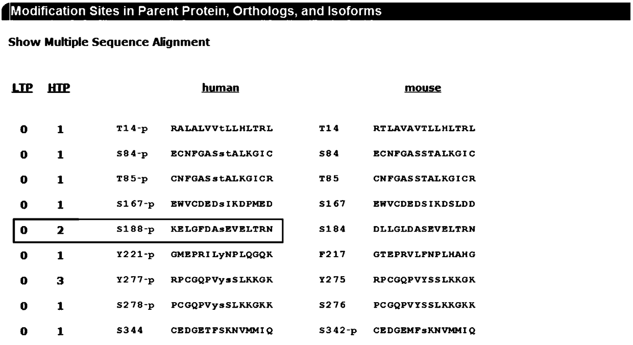 Human CYR61 protein Ser188 site phosphorylation antigen, antibody and preparation method and application thereof