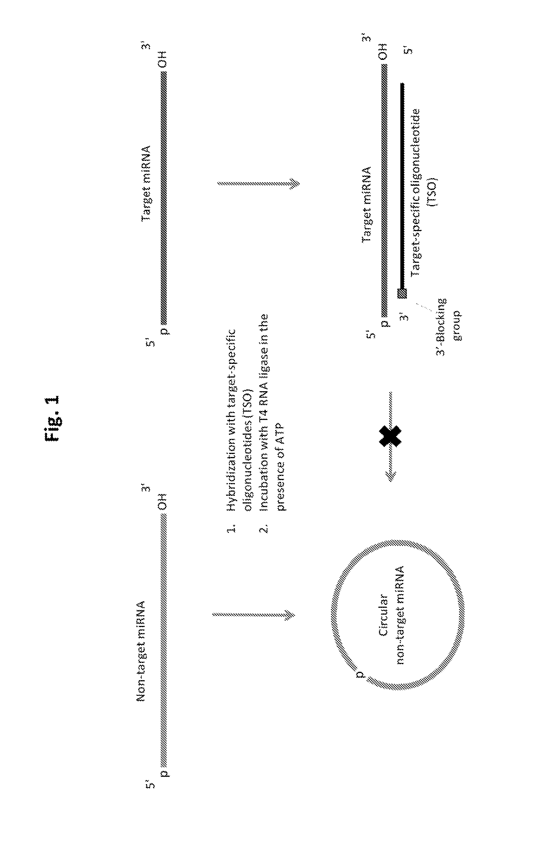 Methods of constructing small RNA libraries and their use for expression profiling of target rnas