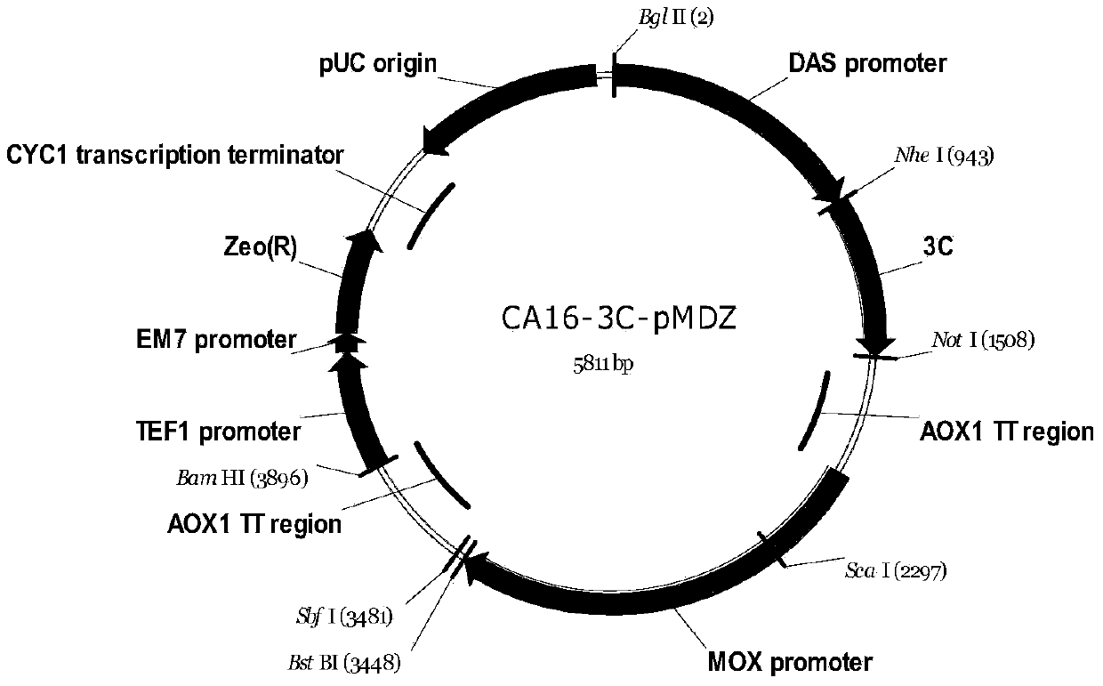 Method for preparing recombinant coxsackievirus A16 type virus-like particles