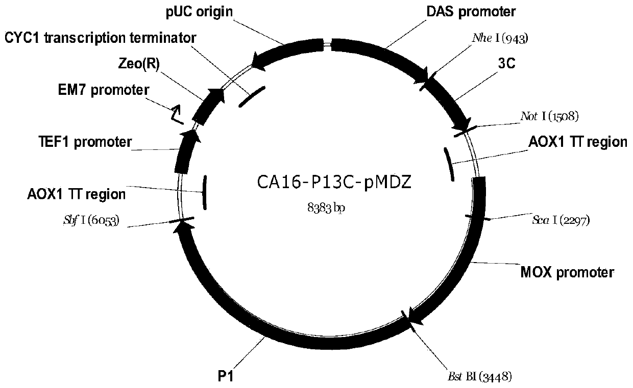Method for preparing recombinant coxsackievirus A16 type virus-like particles