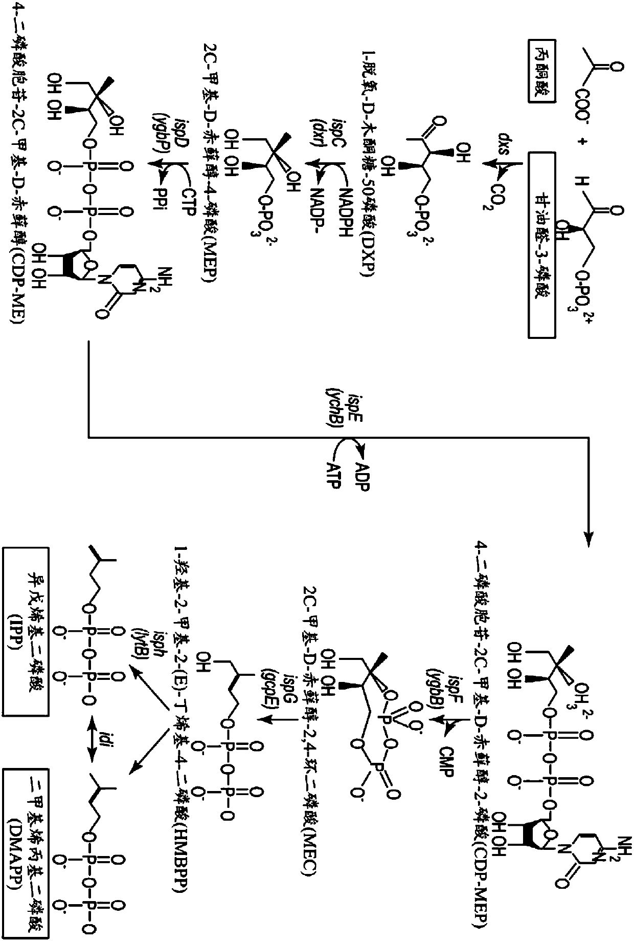 Fermentation methods for producing steviol glycosides with multi-phase feeding