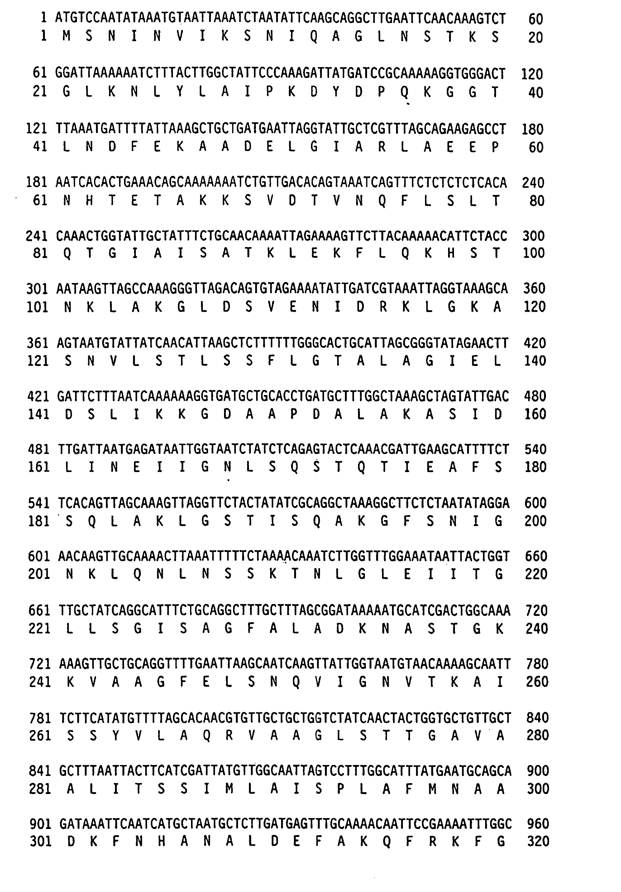 Moraxella bovis cytotoxin, cytotoxin gene, antibodies and vaccines for prevention and treatment of moraxella bovis infections