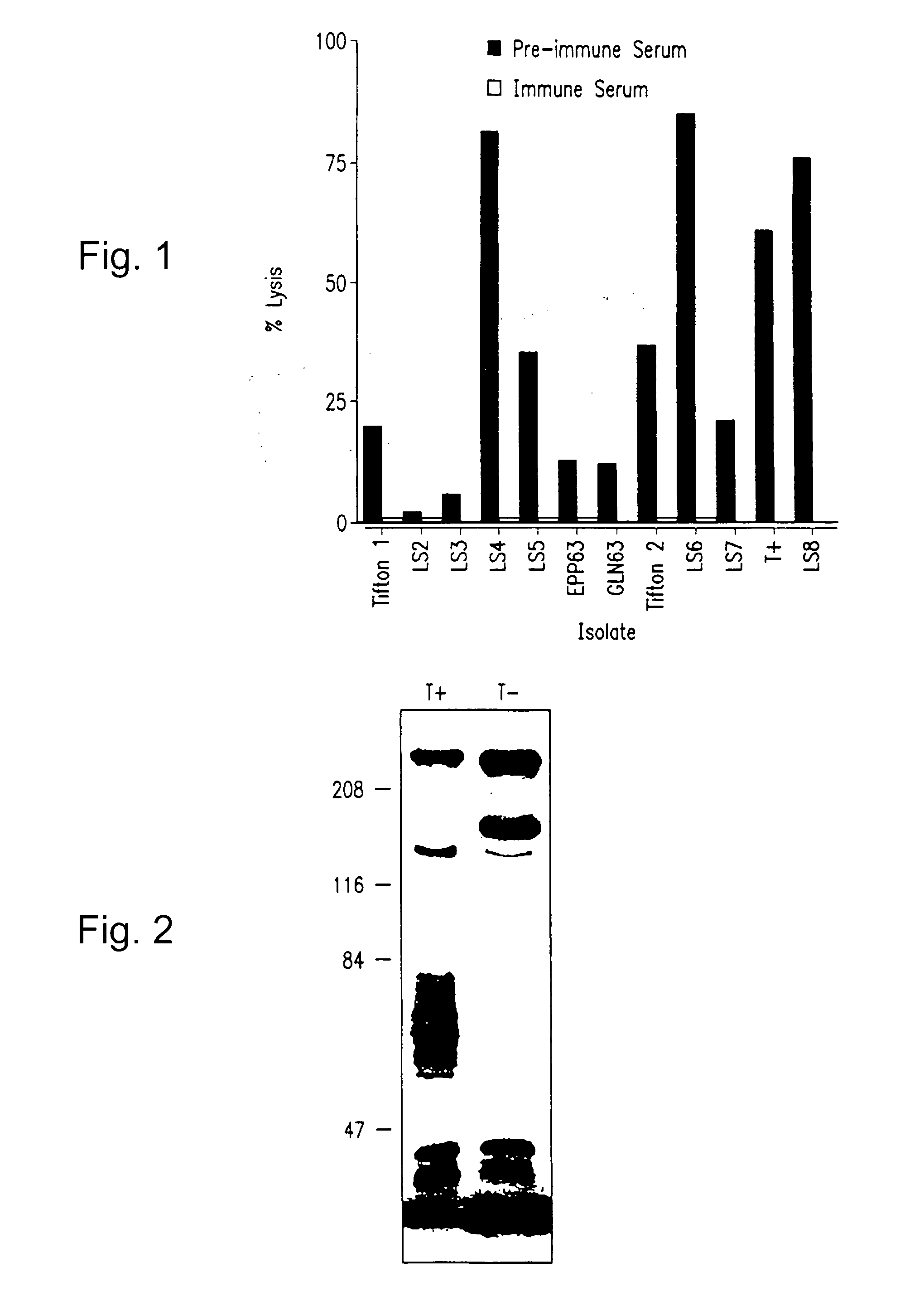 Moraxella bovis cytotoxin, cytotoxin gene, antibodies and vaccines for prevention and treatment of moraxella bovis infections