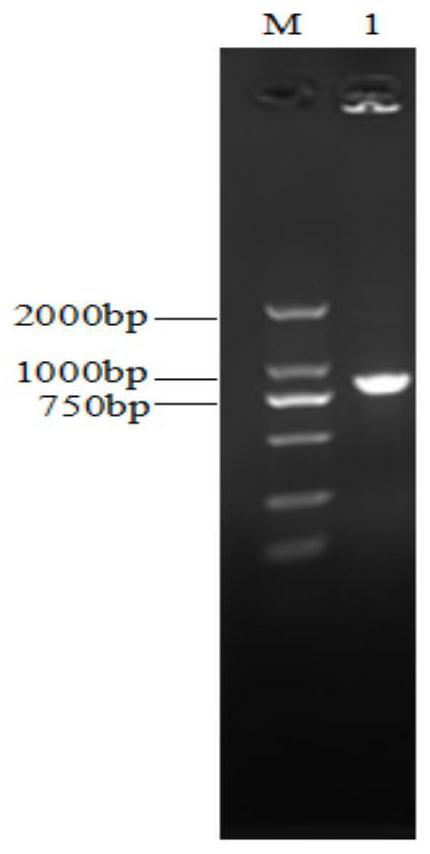 Therapeutic vaccine for cervical cancer based on recombinant attenuated Listeria ovis