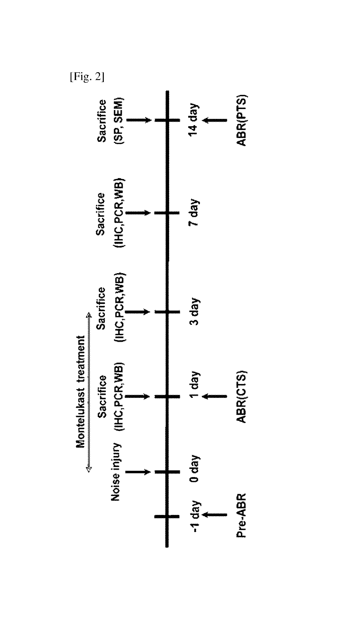 Pharmaceutical composition for treating or preventing sensorineural hearing loss, containing cysteinyl leukotriene receptor antagonist and ginkgo leaf extract