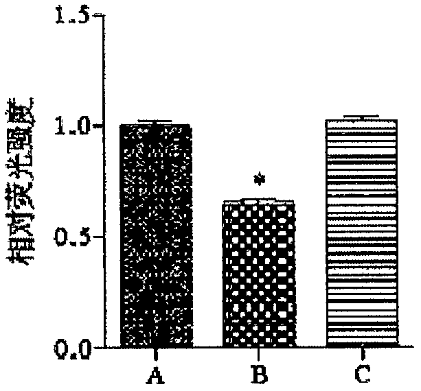 Protein B12 expression inhibitor and application thereof in immunization and treatment of TB (tuberculosis)