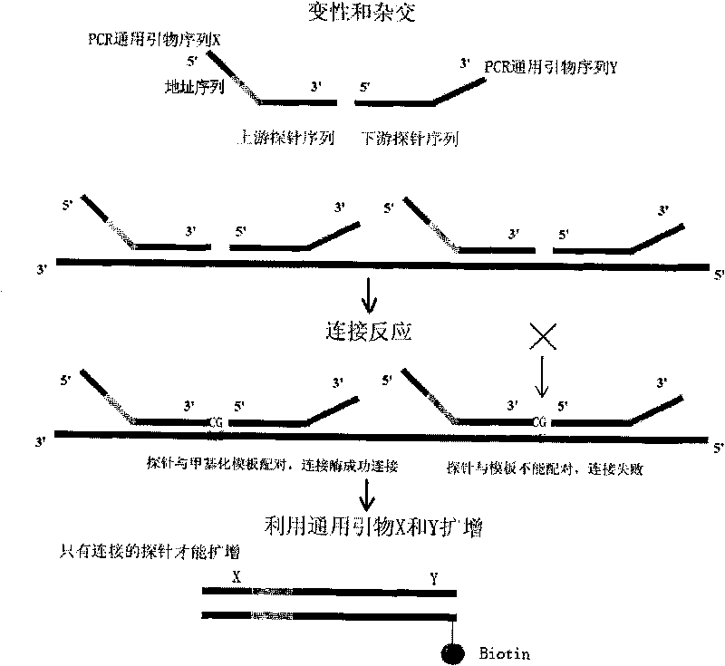 Method of simultaneously testing multiple gene DNA methylation and application thereof