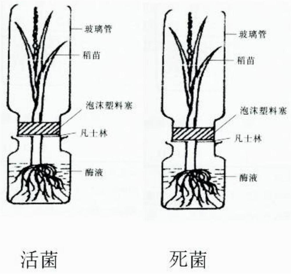 Method for verifying endophytic symbiotic bacteria