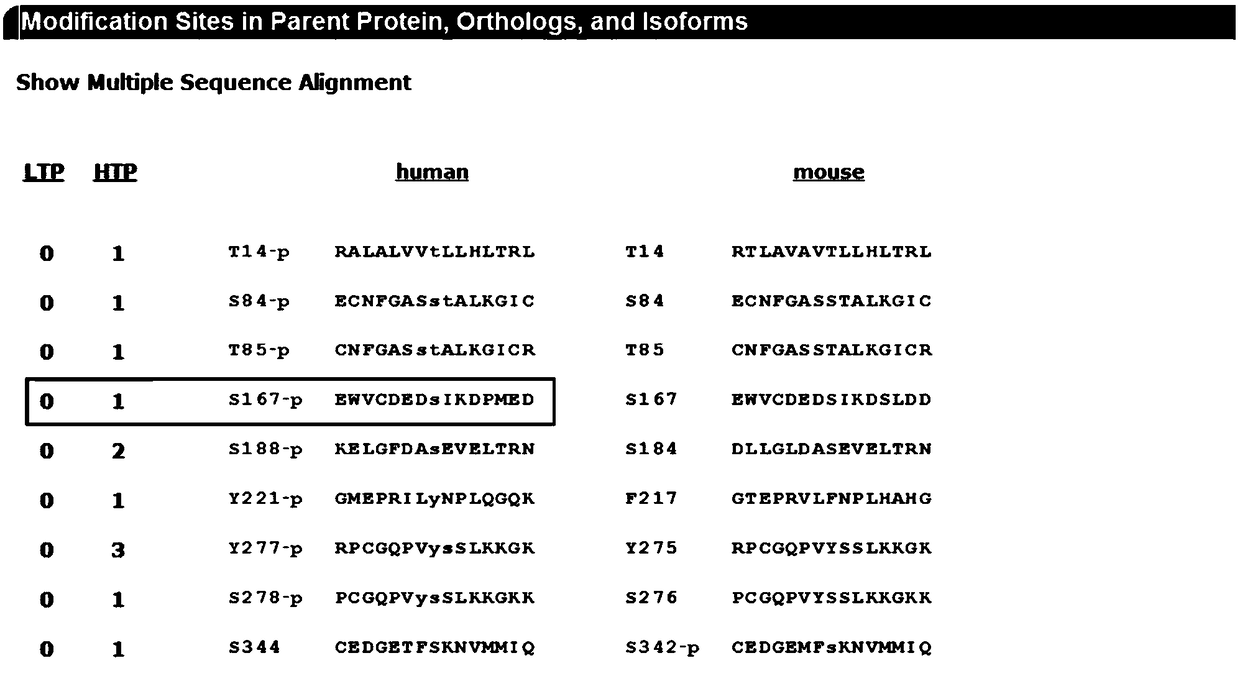 Human CYR61 protein Ser167 locus phosphorylated antigen and antibody, as well as preparation methods and application thereof