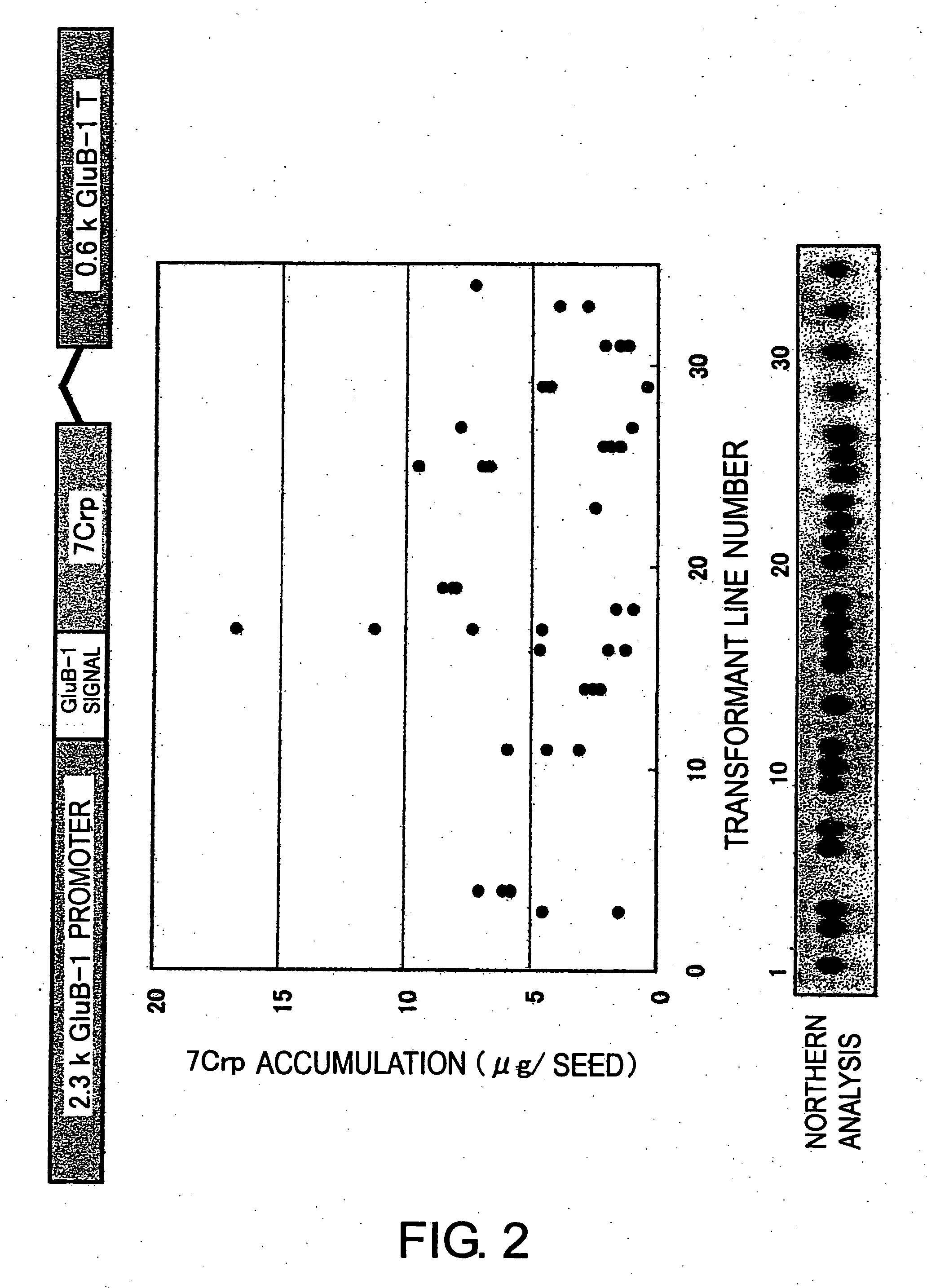 Method of accumulating allergen-specific t cell antigen determinant in plant and plant having the antigen determinant accumulated therein
