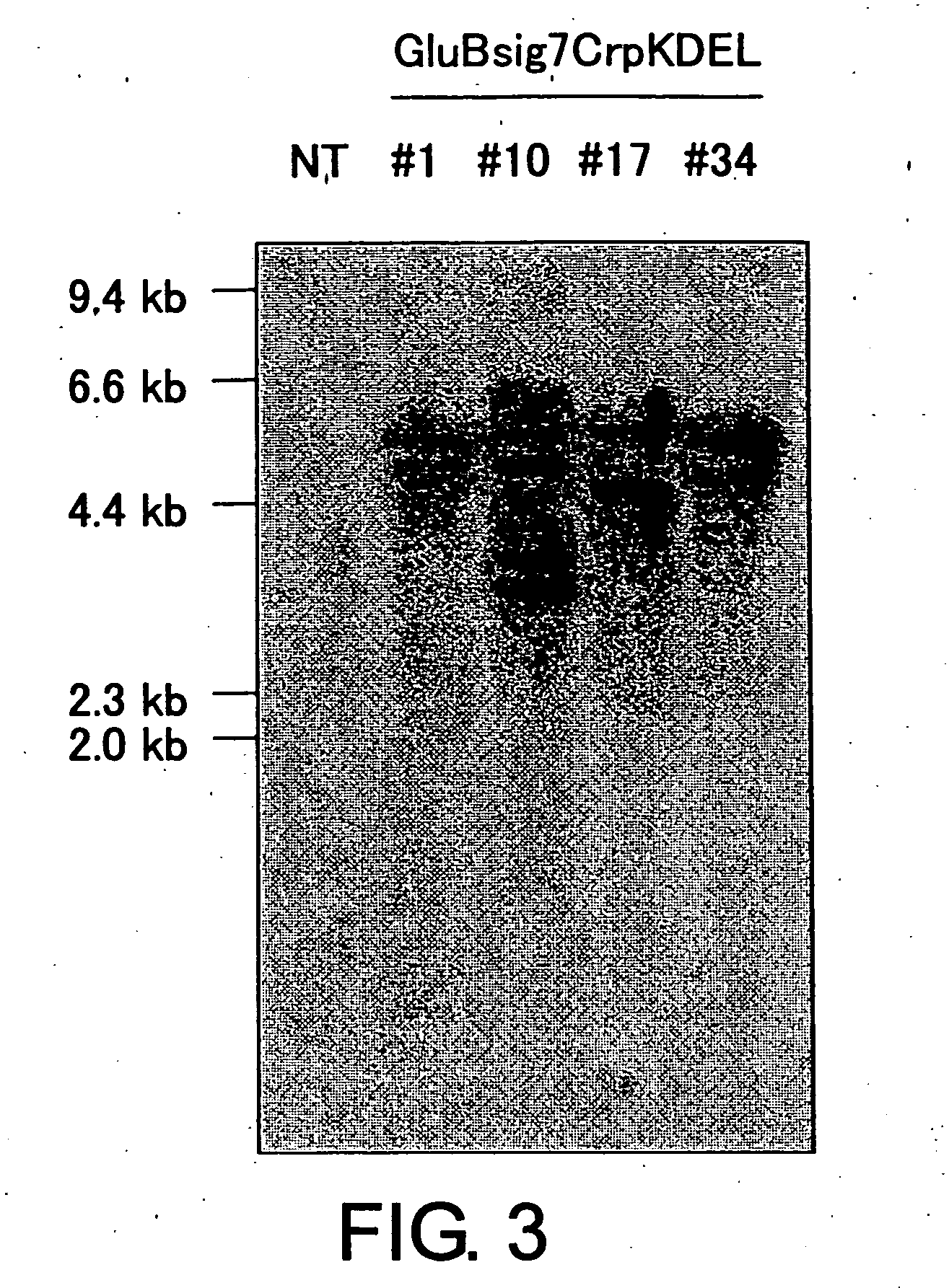 Method of accumulating allergen-specific t cell antigen determinant in plant and plant having the antigen determinant accumulated therein