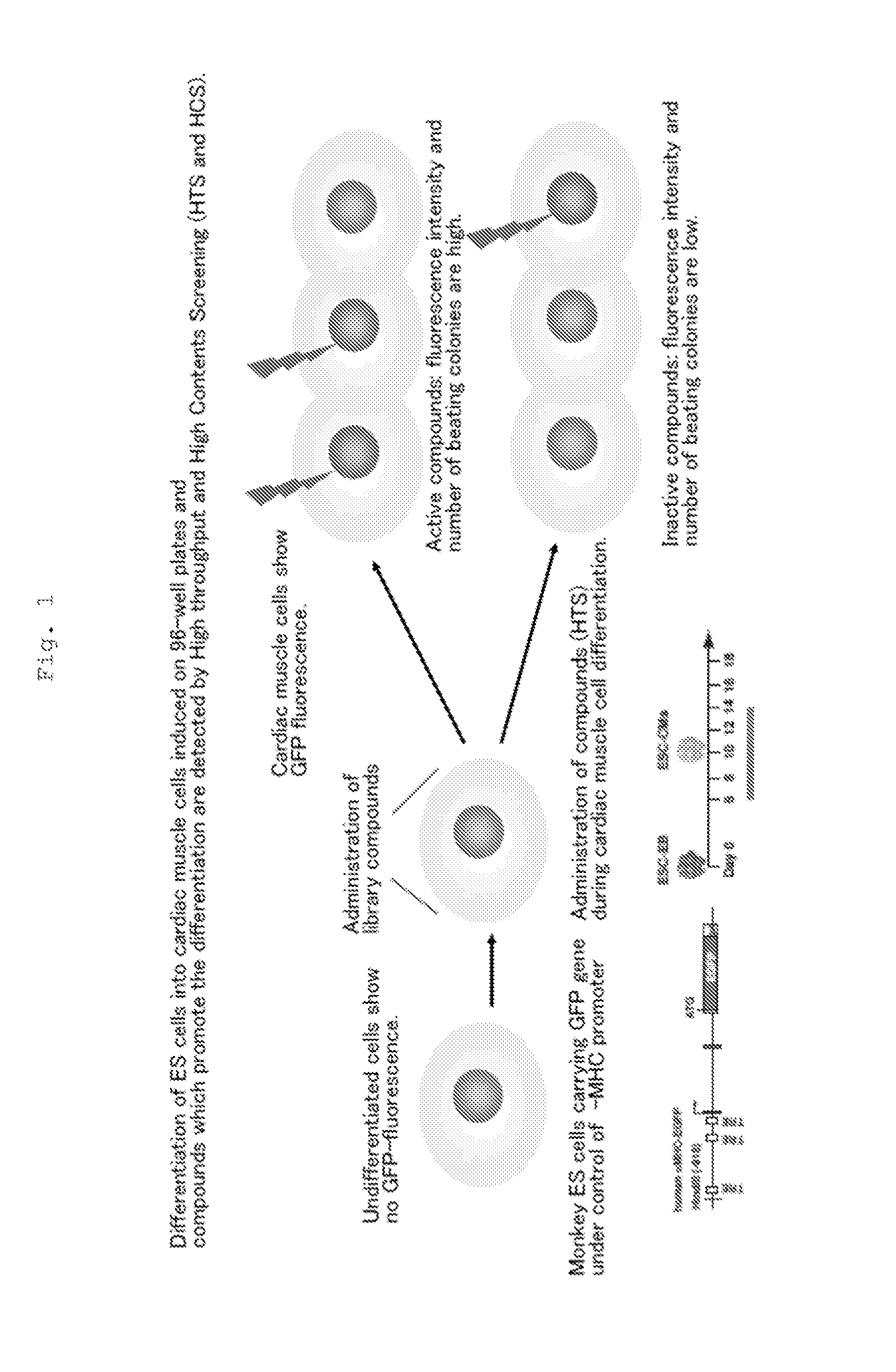 Method for promoting differentiation of pluripotent stem cells into cardiac muscle cells