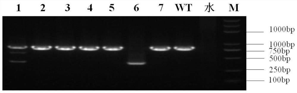 GRNA primer for targeted knockout of ATG5 gene, expression system, cell strain and construction method