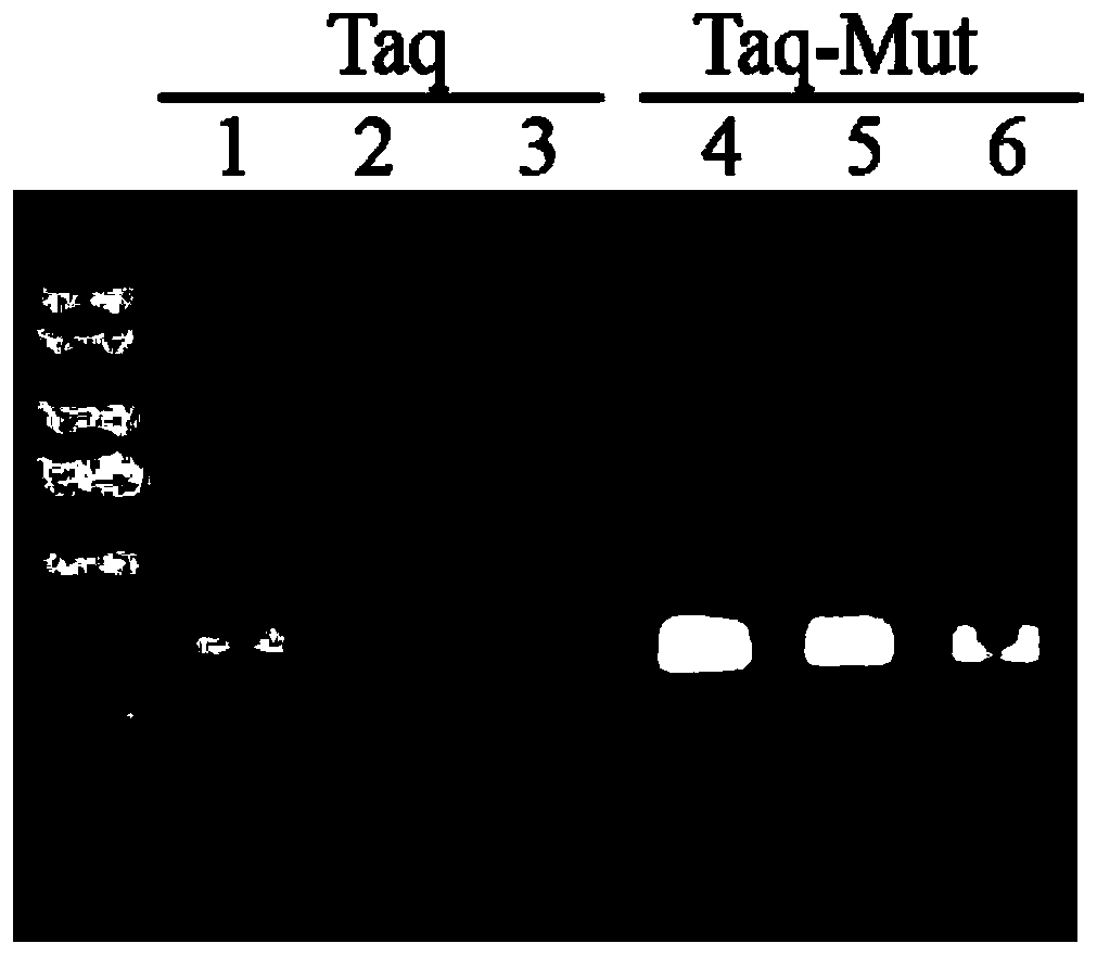 Tolerance-improved mutant Taq DNA polymerase as well as preparation method and application thereof