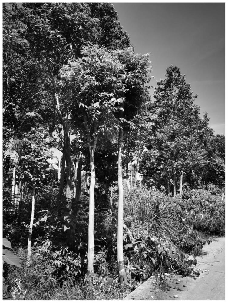 Method for promoting agilawood tree to produce agilawood by girdling bark