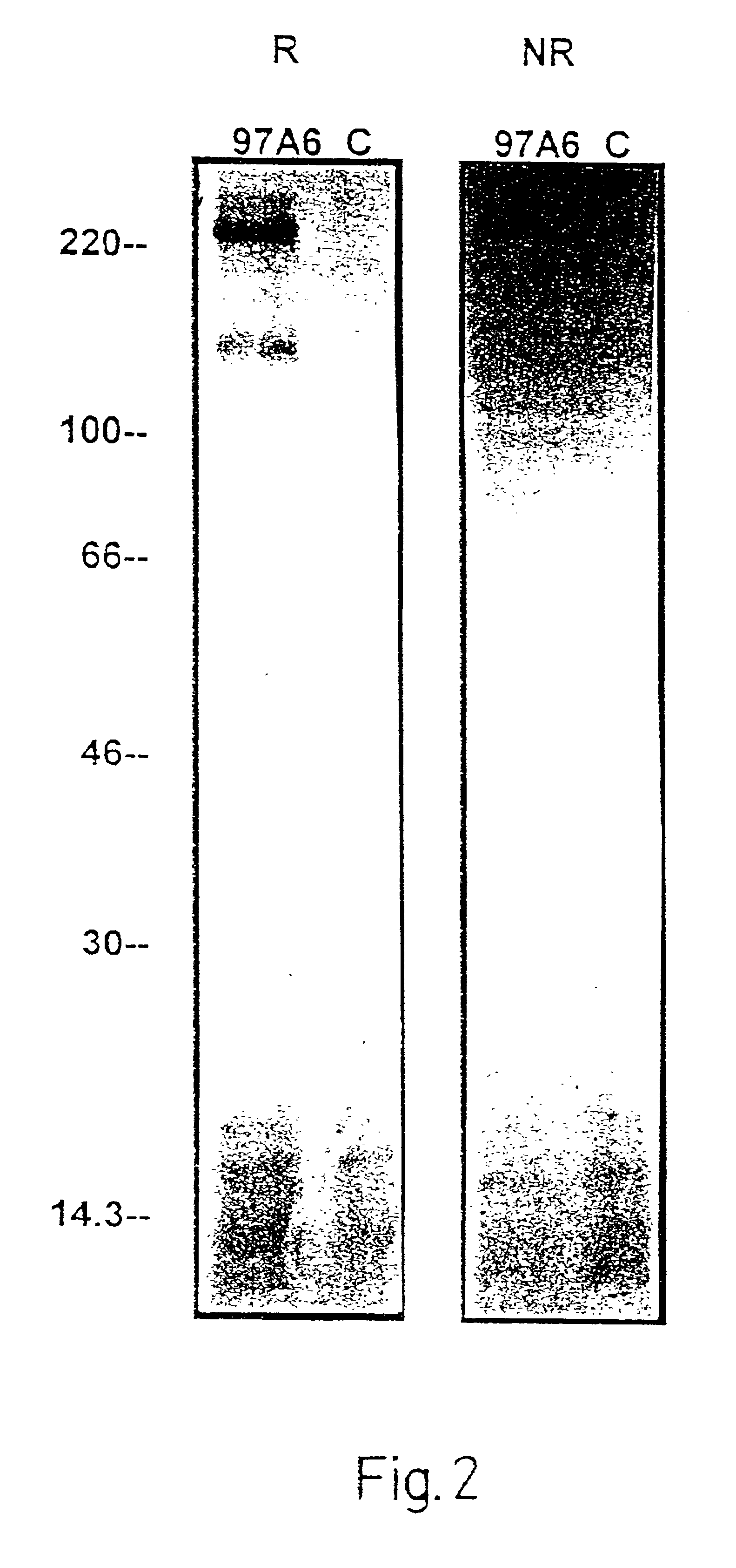 Method for binding basophils and mast cells