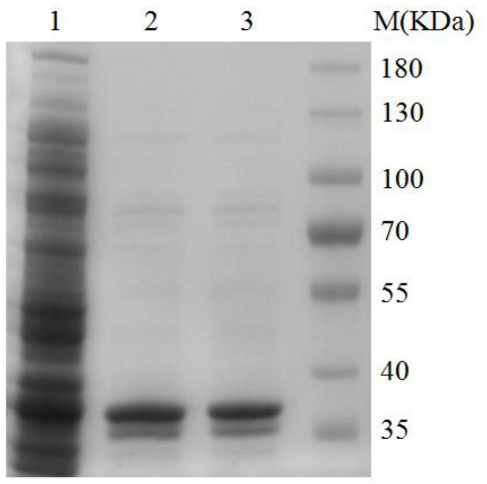 Application of Zearalenone Degrading Enzyme in Hydrolyzing Zearalenone and Its Derivatives