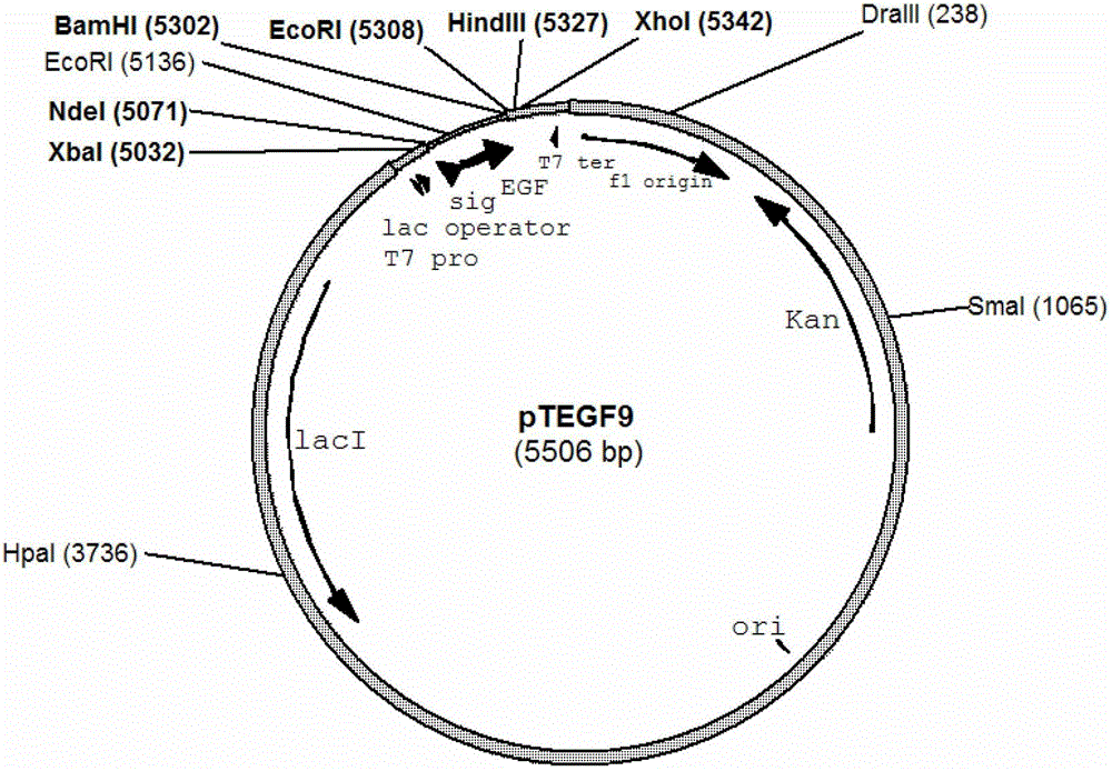 Escherichia coli and method for efficiently secreting and expressing human epidermal growth factor by using same