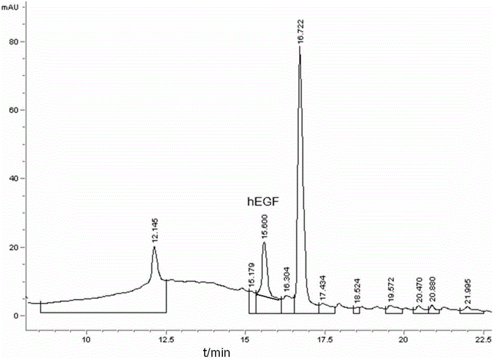 Escherichia coli and method for efficiently secreting and expressing human epidermal growth factor by using same