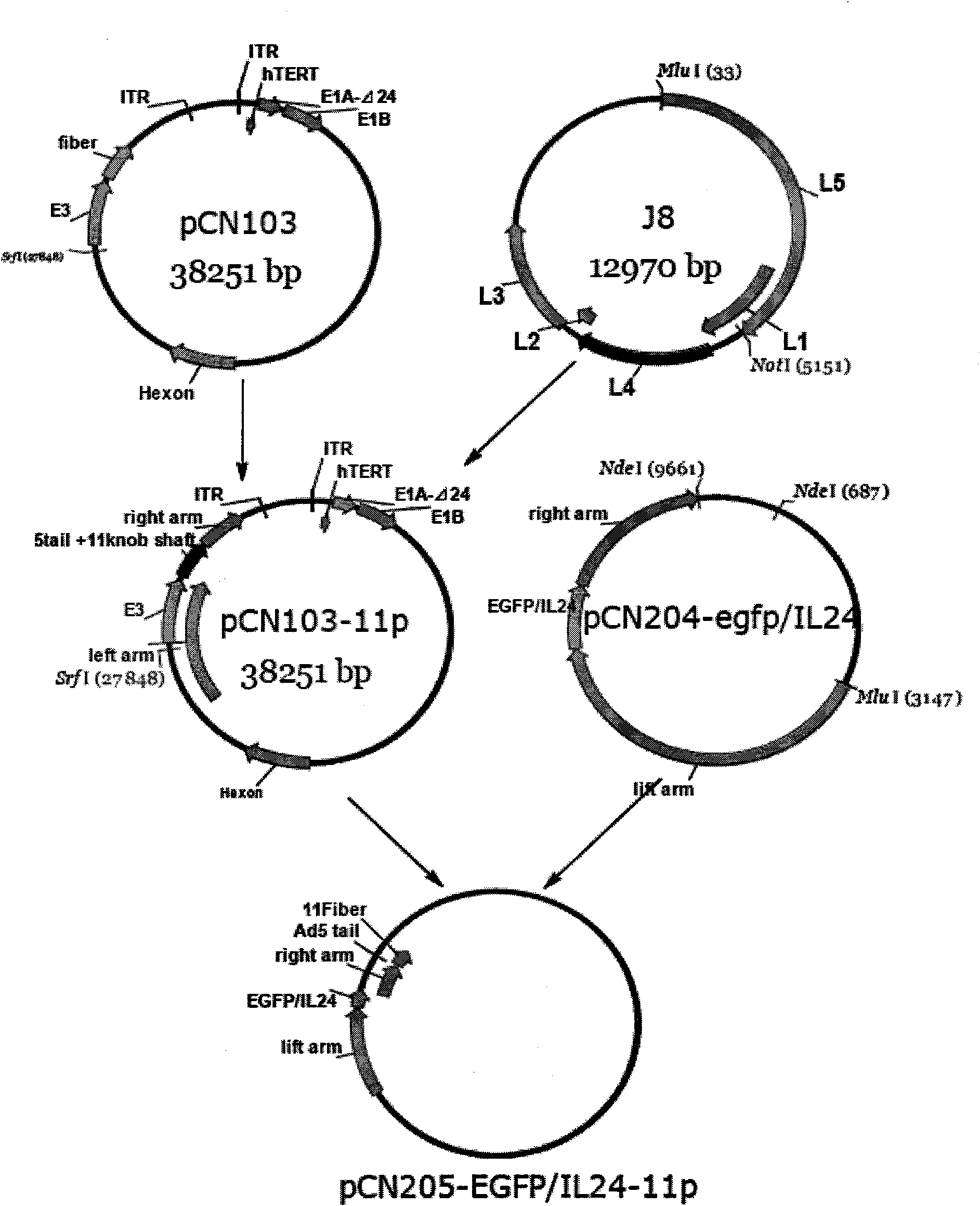 Construction method of three-target mosaic type oncolytic adenovirus Ad5/F11 carrier and use thereof