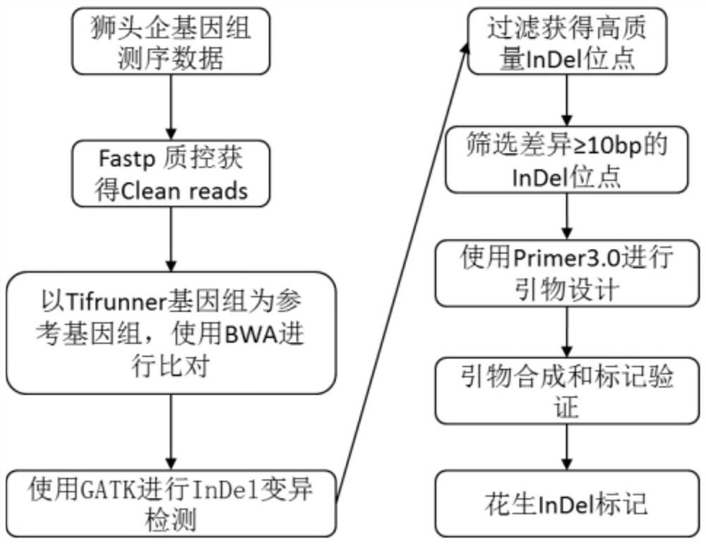 InDel marker based on peanut genome, primer combination and application