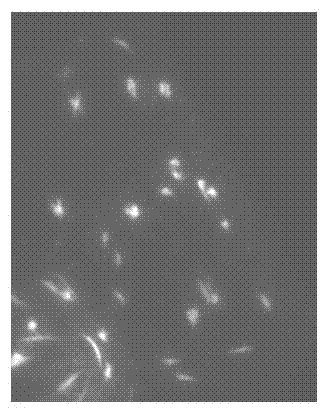 Method for obtaining, breeding and storing peanut interspecies hybridization variety, and identifying molecular cytology