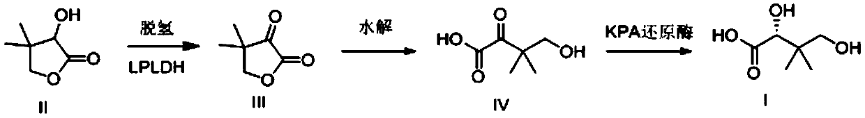 Preparation method for D-pantoic acid