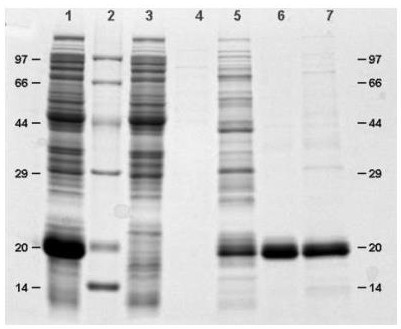 Rapid purification method of recombinant human interferon &lt;alpha&gt;2b