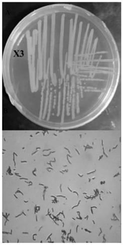 Bacillus safensis X3 and application thereof