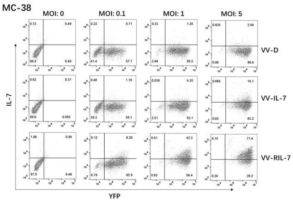 Fusion gene RIL-7 recombinant vaccinia virus and application thereof in preparation of antitumor drugs