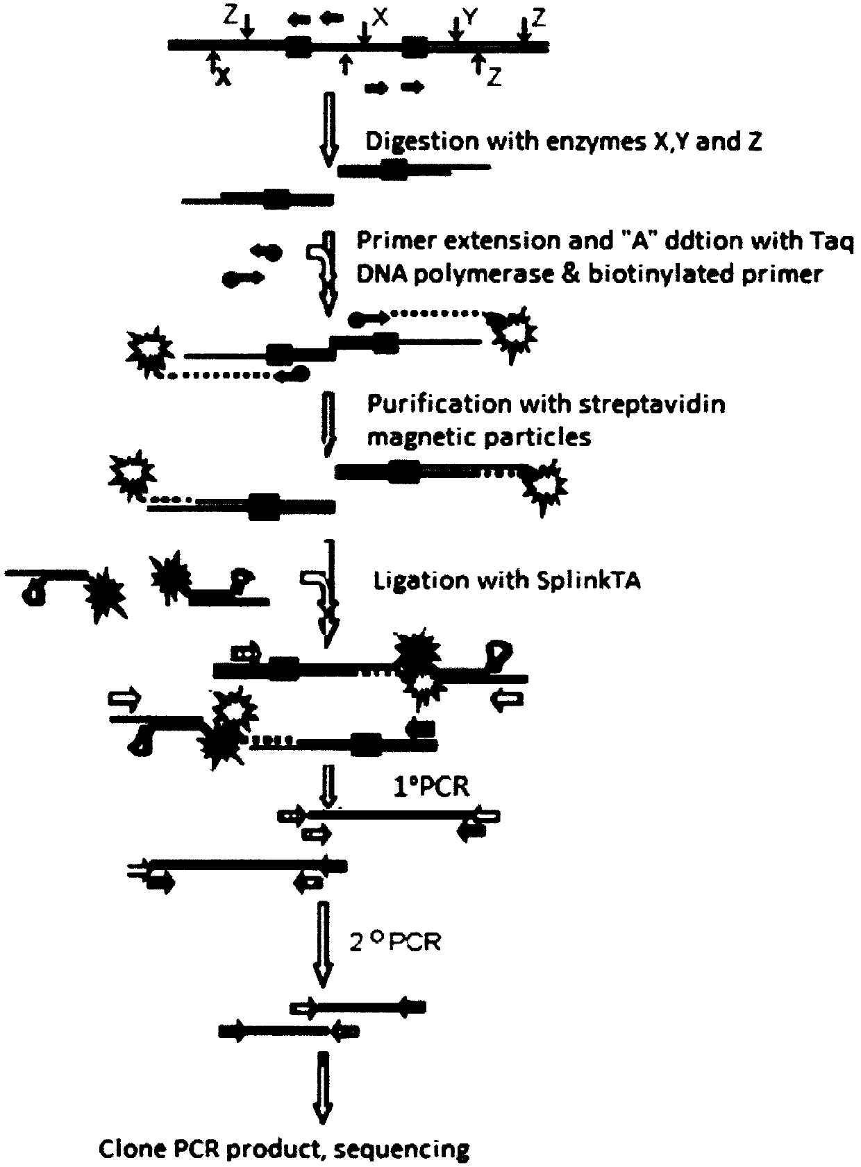 Method for inserting site in clone provirus