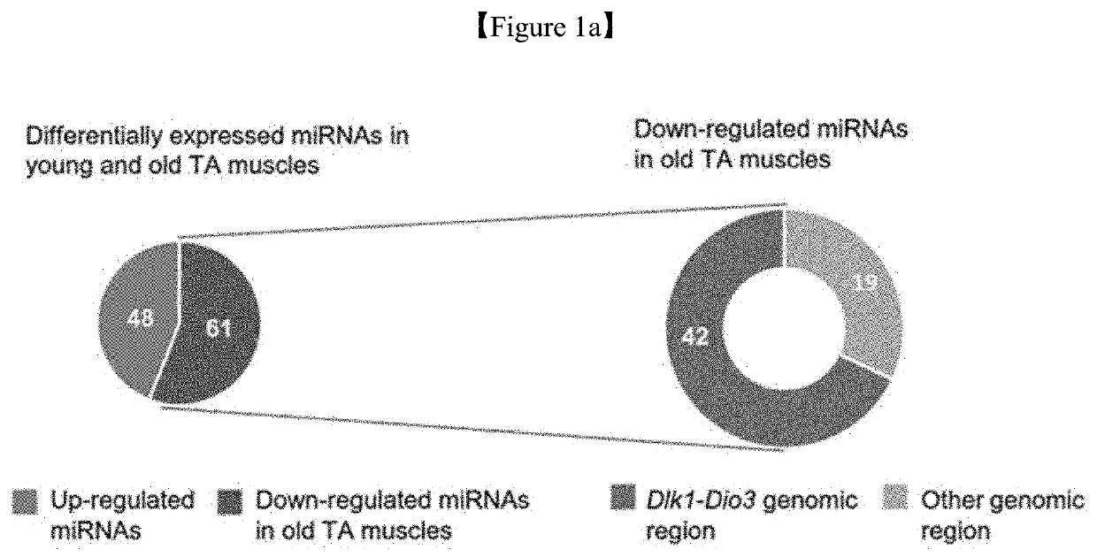PHARMACEUTICAL COMPOSITION FOR PREVENTING OR TREATING MUSCULAR DISEASE OR CACHEXIA COMPRISING, AS ACTIVE INGREDIENT, miRNA LOCATED IN DLK1-DIO3 CLUSTER OR VARIANT THEREOF