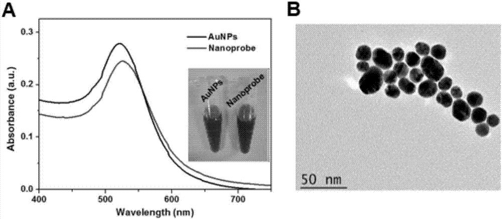 Cell apoptosis double-color detection and imaging probe and application thereof