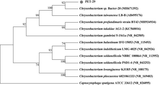 Chryseobacterium sp., fungicide containing Chryseobacterium sp., application of Chryseobacterium sp. And fungicide and method for degrading plastic