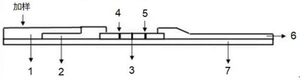 Two-photon fluorescent labeling probe and its synthesis method and application of new coronavirus diagnosis