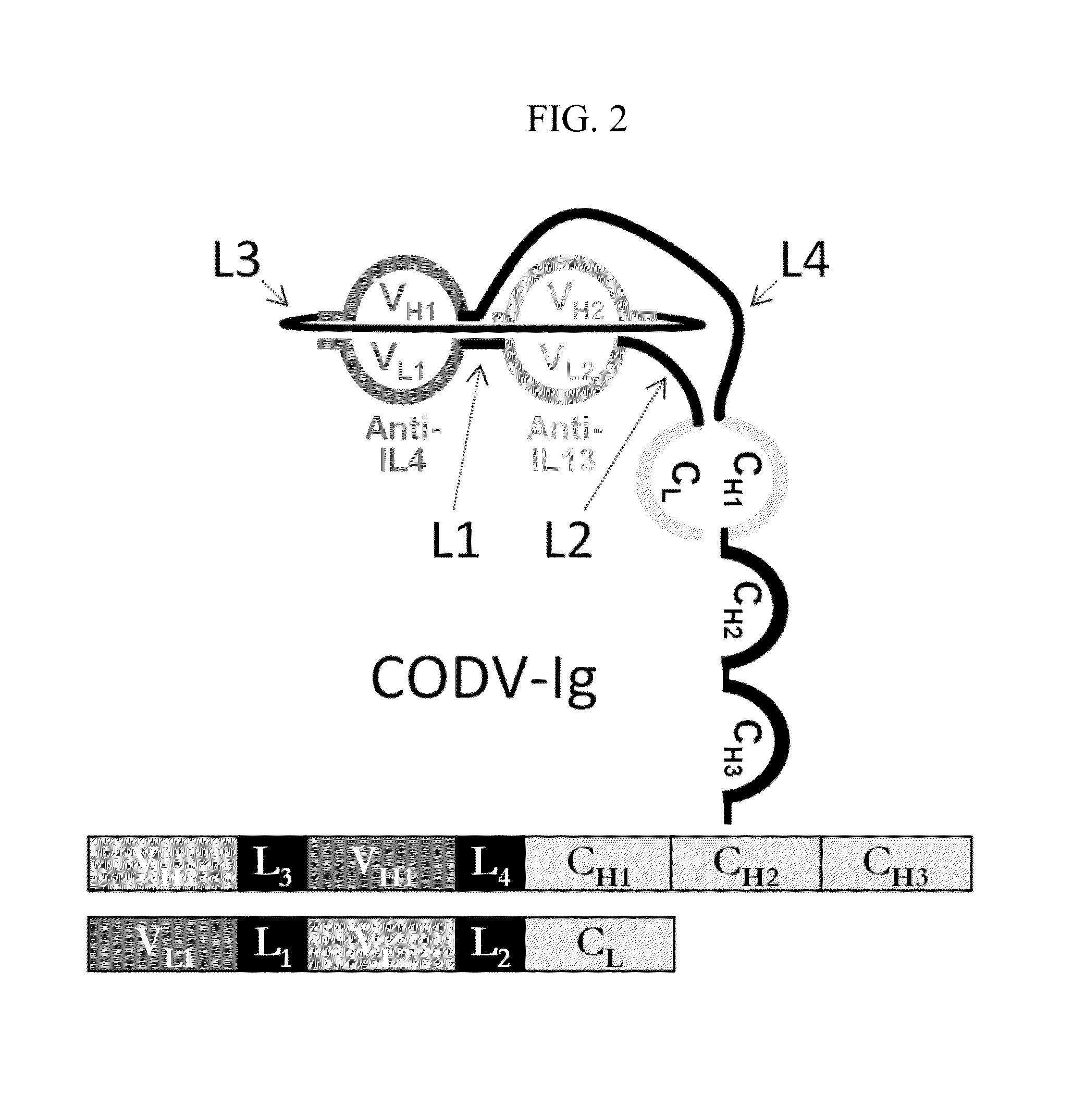 Dual Variable Region Antibody-Like Binding Proteins Having Cross-Over Binding Region Orientation