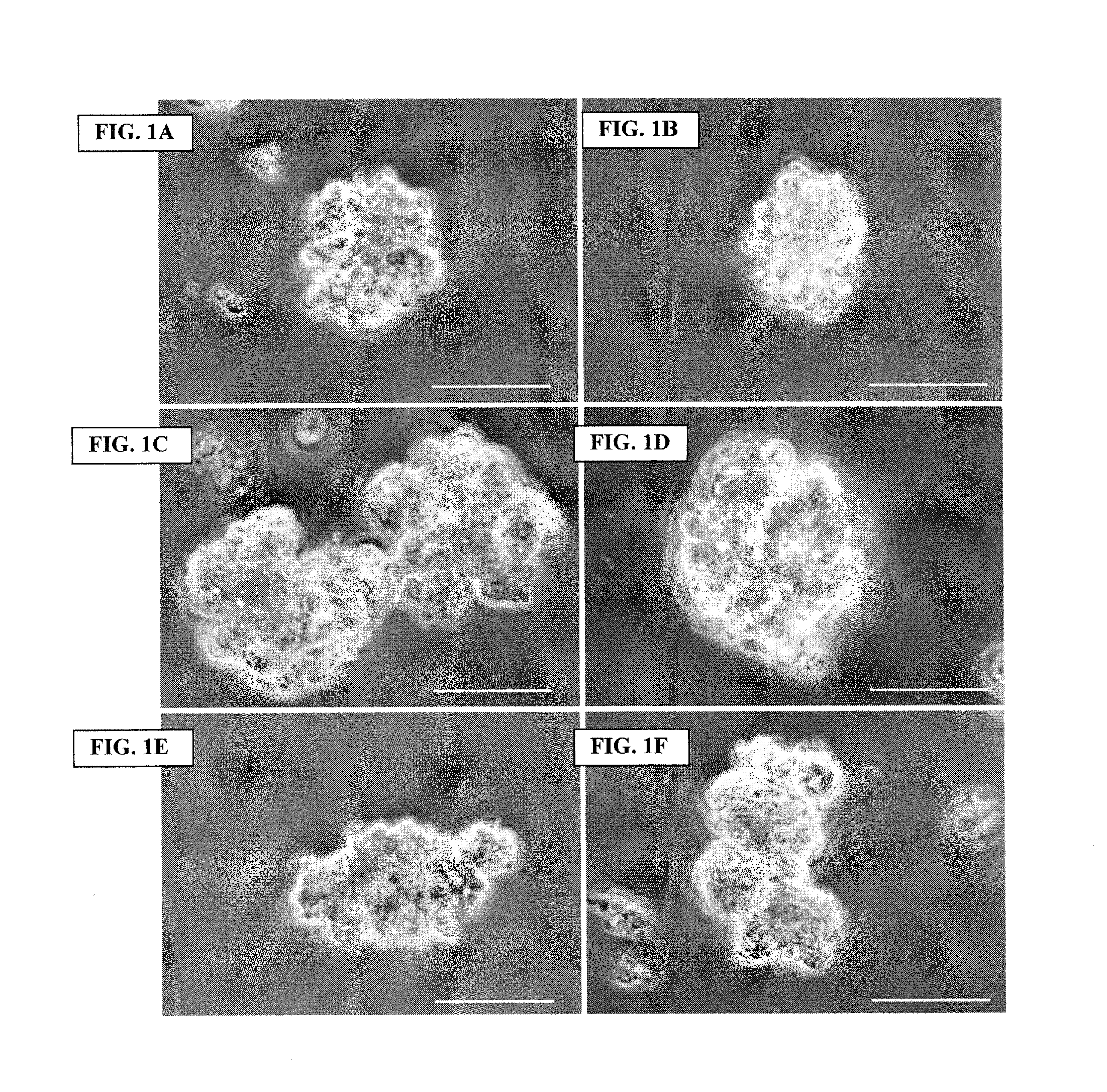 Archaeal polar lipid aggregates for administration to animals