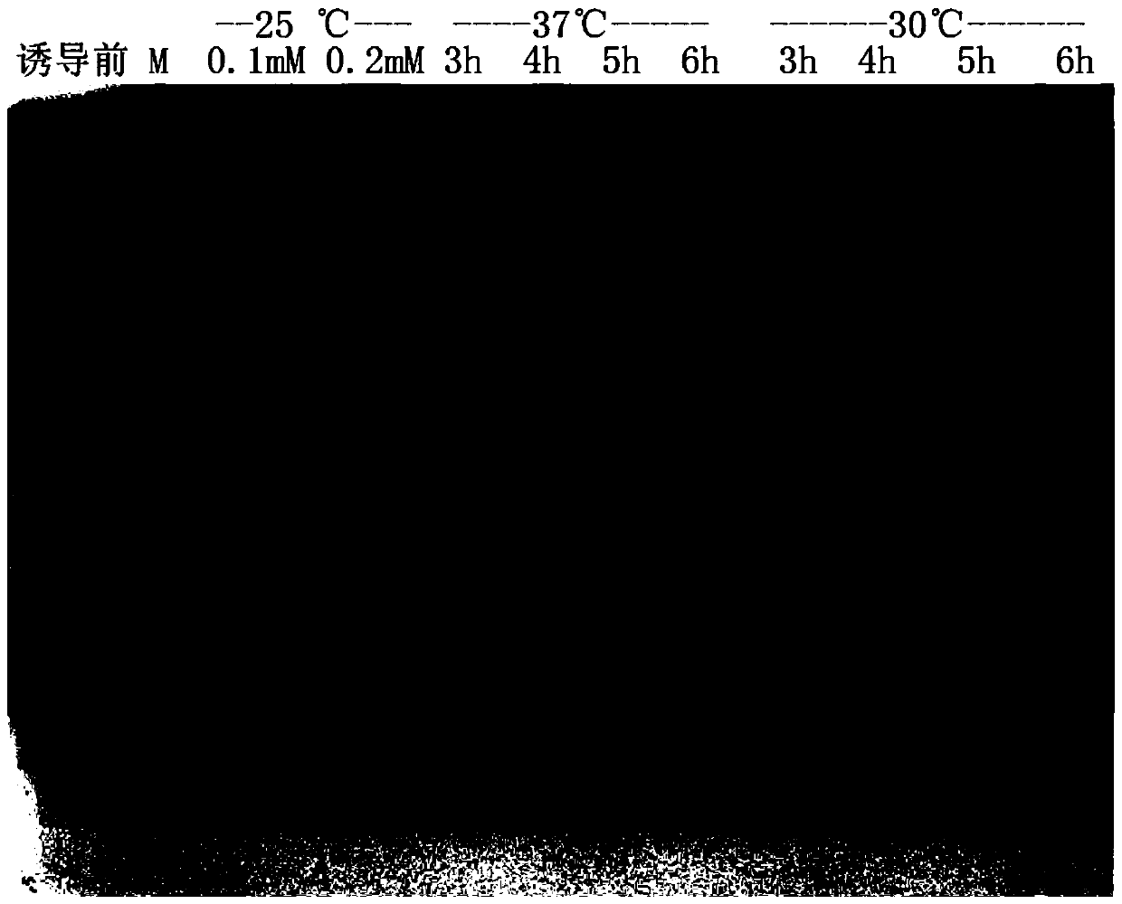 A simple method for preparing active human kgf-2d31